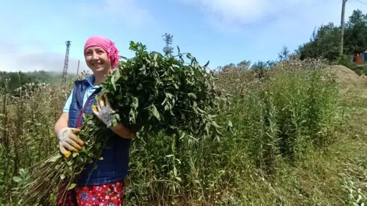 Ordu’da kurdukları tarladan yağ üretiyorlar: Almanlara rakip oldular