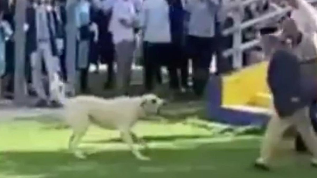 Başıboş köpek terörü bitmek bilmiyor! İzmir'deki mezuniyet töreninde davetliler nereye kaçacağını şaşırdı!