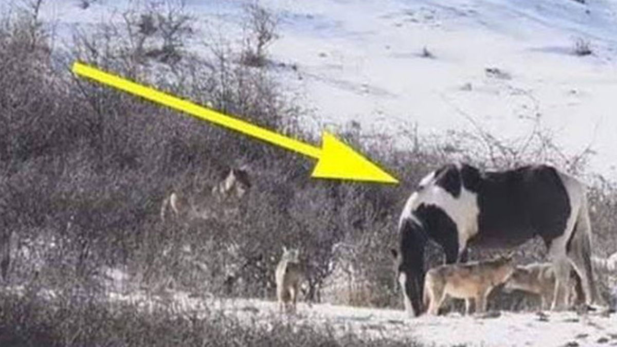 Bir At Tek Başına Altı Kurda Karşı!
