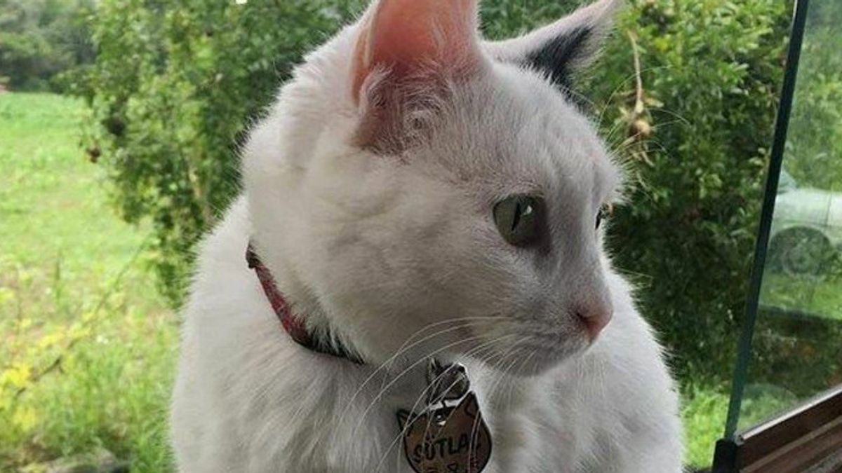 Denizli'de Kale Ağlarına Takılan Kediyi İtfaiye Kurtardı