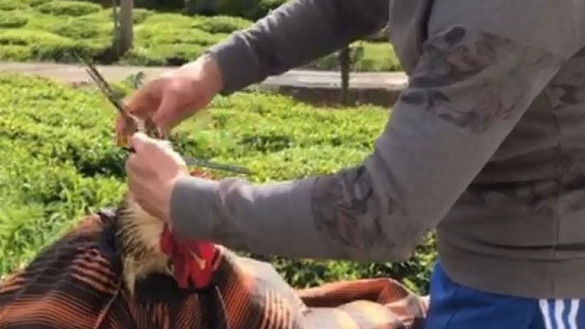 Rizeli Kuaför, Köy Evinde Horozunu Tıraş Eti