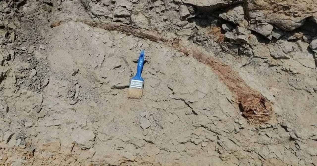 16 Milyon Yıllık At Dişi 16 Milyon Yıllık At Dişi