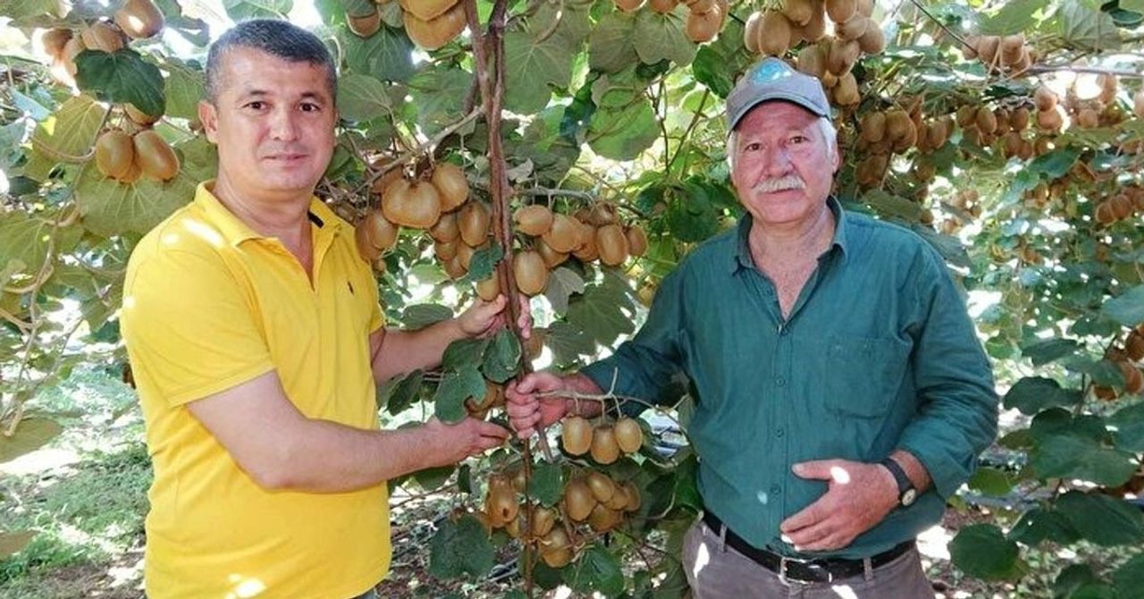Kivi Yetiştiriciliği Kivi Yetiştiriciliği