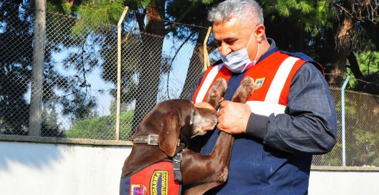 Emekli olan narkotik köpek Volta Emekli olan narkotik köpek Volta