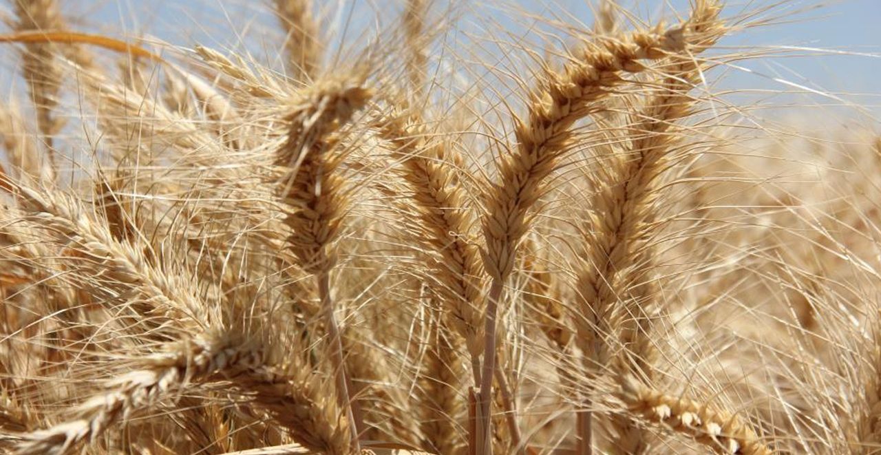 Adıyaman tohum üretim alanı Adıyaman tohum üretim alanı