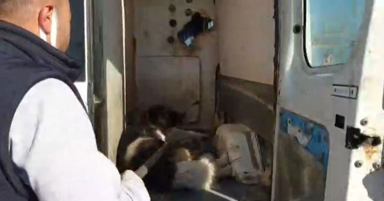 Sahipsiz Köpeği Belediye Görevlileri Yakaladı Sahipsiz Köpeği Belediye Görevlileri Yakaladı