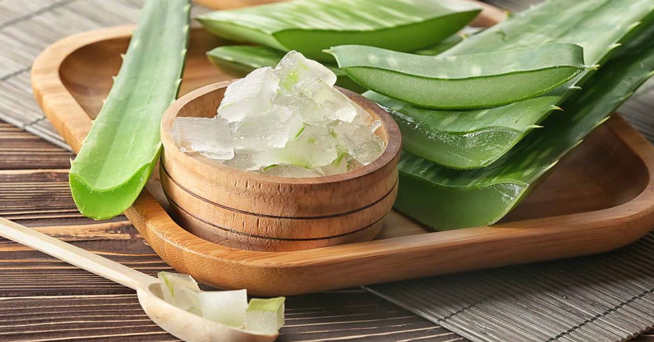 Aloe veranın faydaları nelerdir?