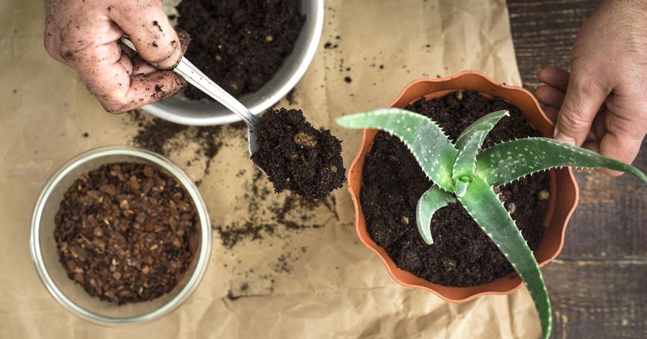 Aloe vera bakımı nasıl yapılır?
