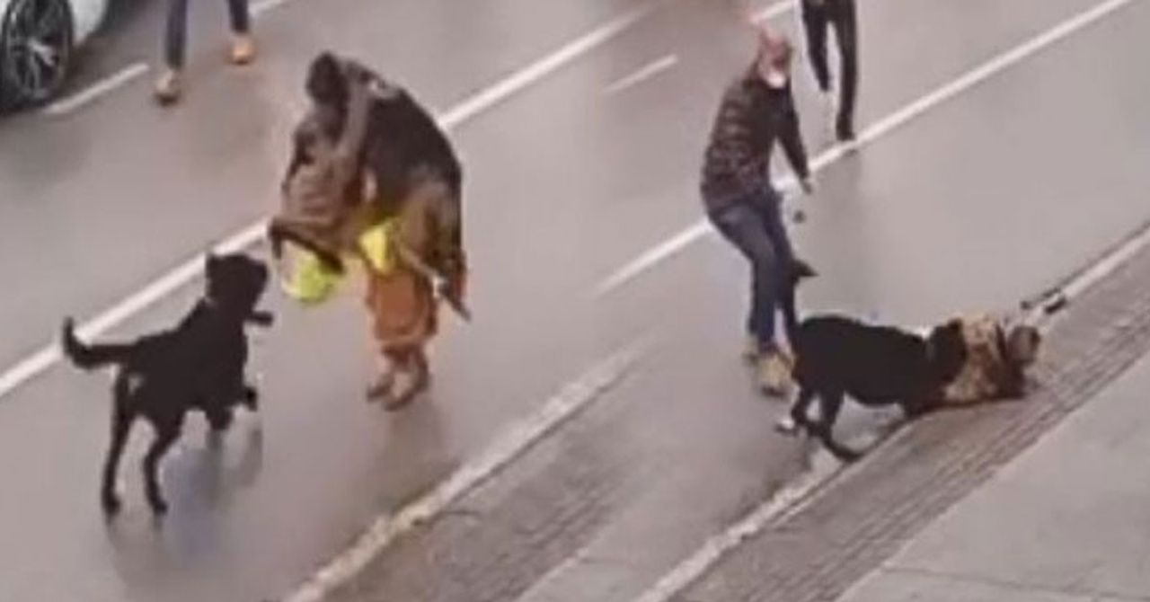 Köpek Saldırısı Köpek Saldırısı