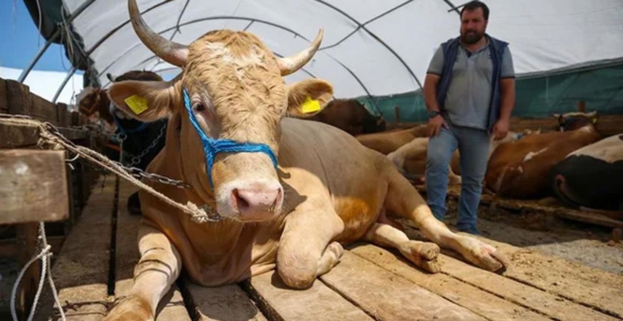 Açıklanan kurbanlık fiyatlarının illere göre dağılımı Açıklanan kurbanlık fiyatlarının illere göre dağılımı