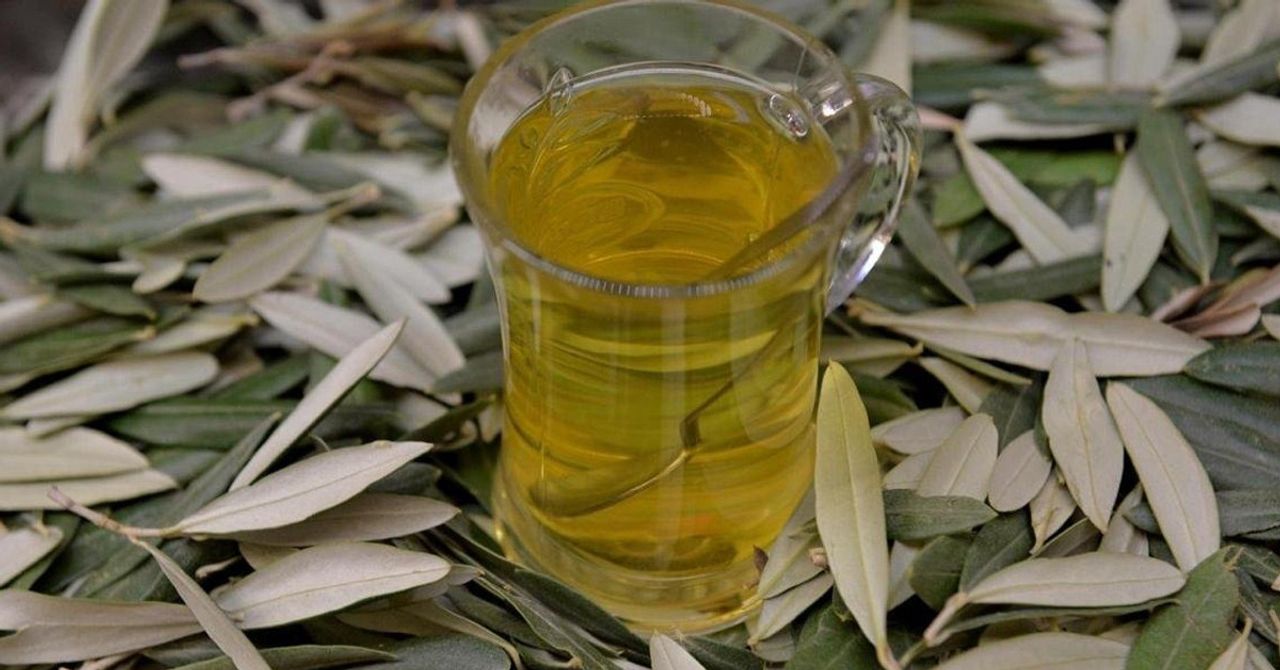 Açlık otu çayı faydaları Açlık otu çayı faydaları