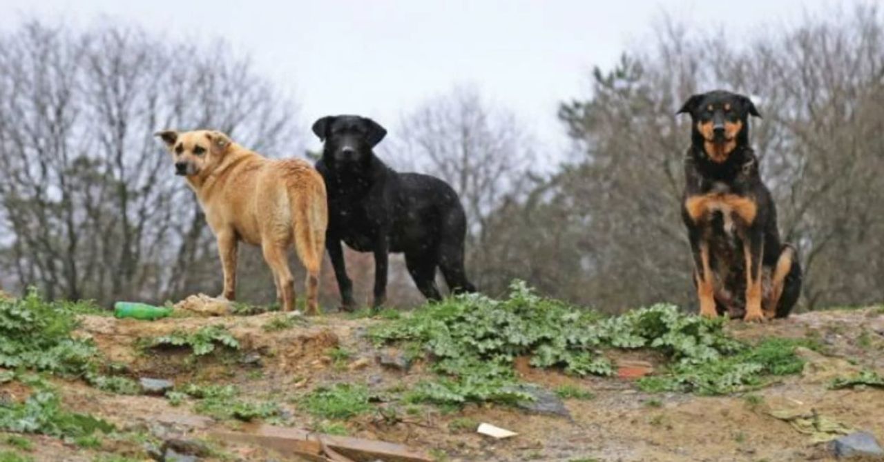 Ankara Valiliği’nden kuduz köpek açıklaması: ‘Yeri tespit edilen hayvanlar karantinaya alınmıştır’ Ankara Valiliği’nden kuduz köpek açıklaması: ‘Yeri tespit edilen hayvanlar karantinaya alınmıştır’