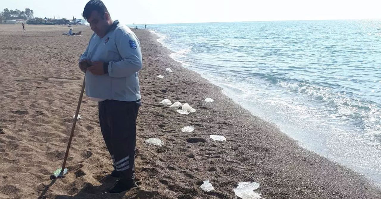 Antalya’daki sahile vuran yüzlerce denizanalarına dikkat çekti