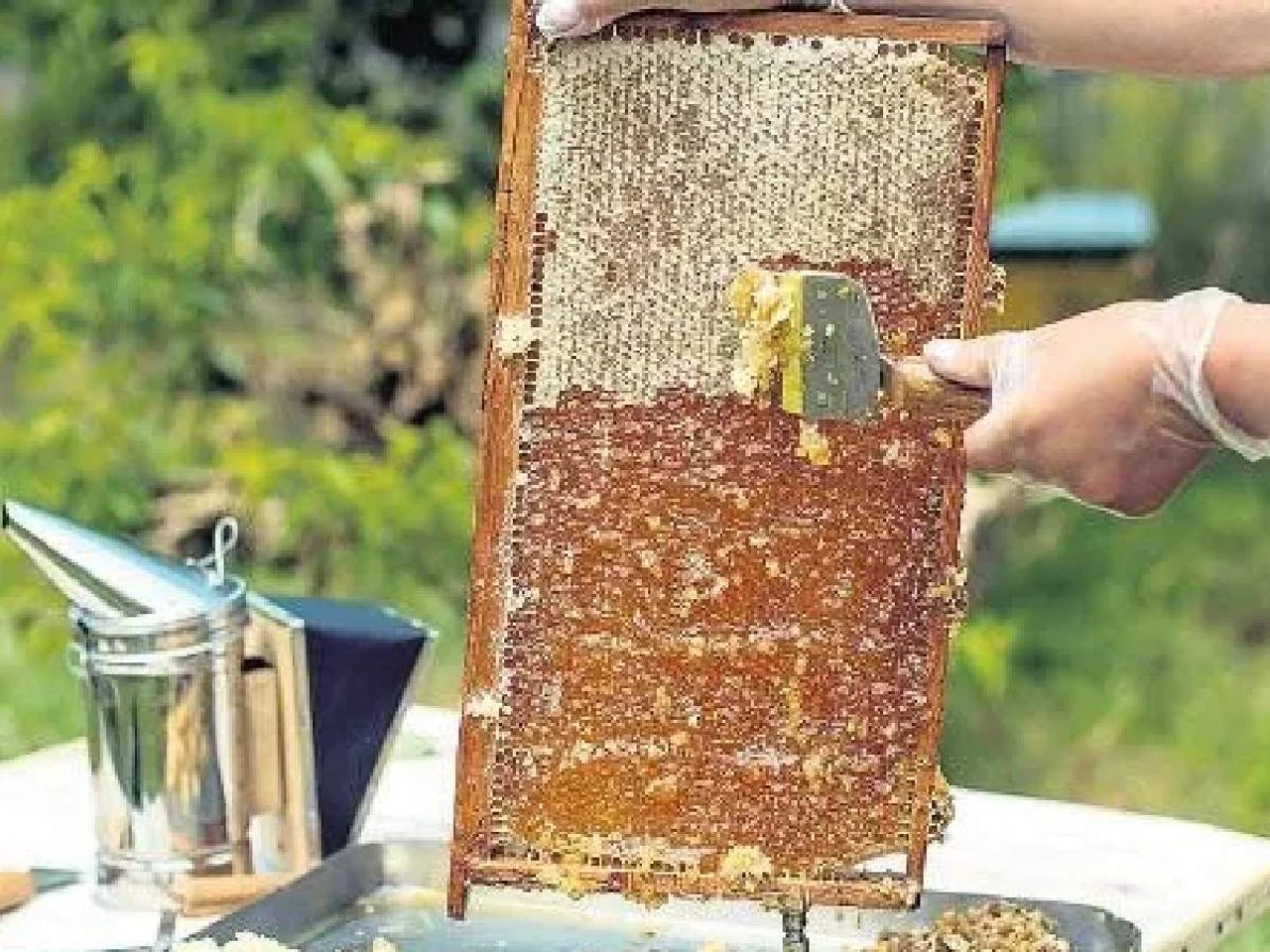 bal ihracatı bal ihracatı