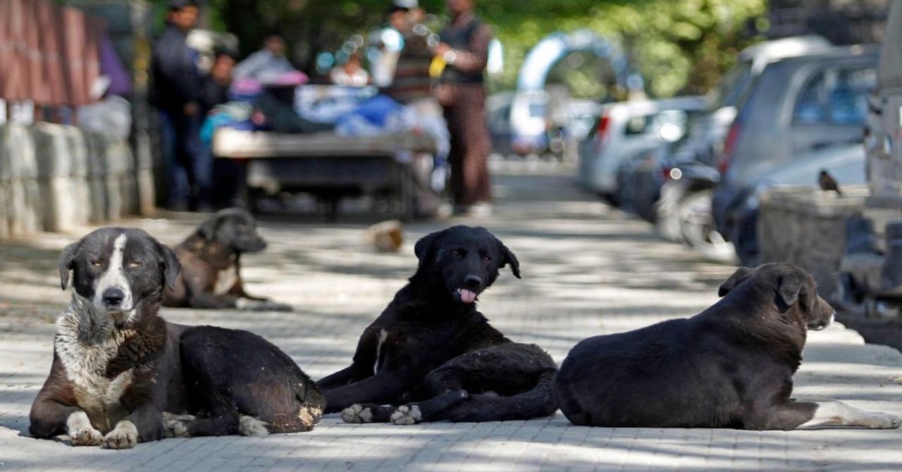 Başıboş köpek sorununa dikkat çeken çözüm: En az yüzde 70’i kısırlaştırılmalı Başıboş köpek sorununa dikkat çeken çözüm: En az yüzde 70’i kısırlaştırılmalı