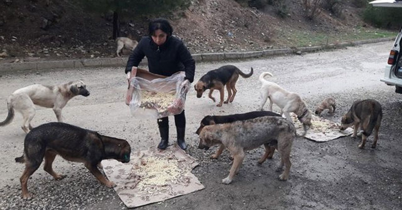 Karabük sokak hayvanlarına yardım