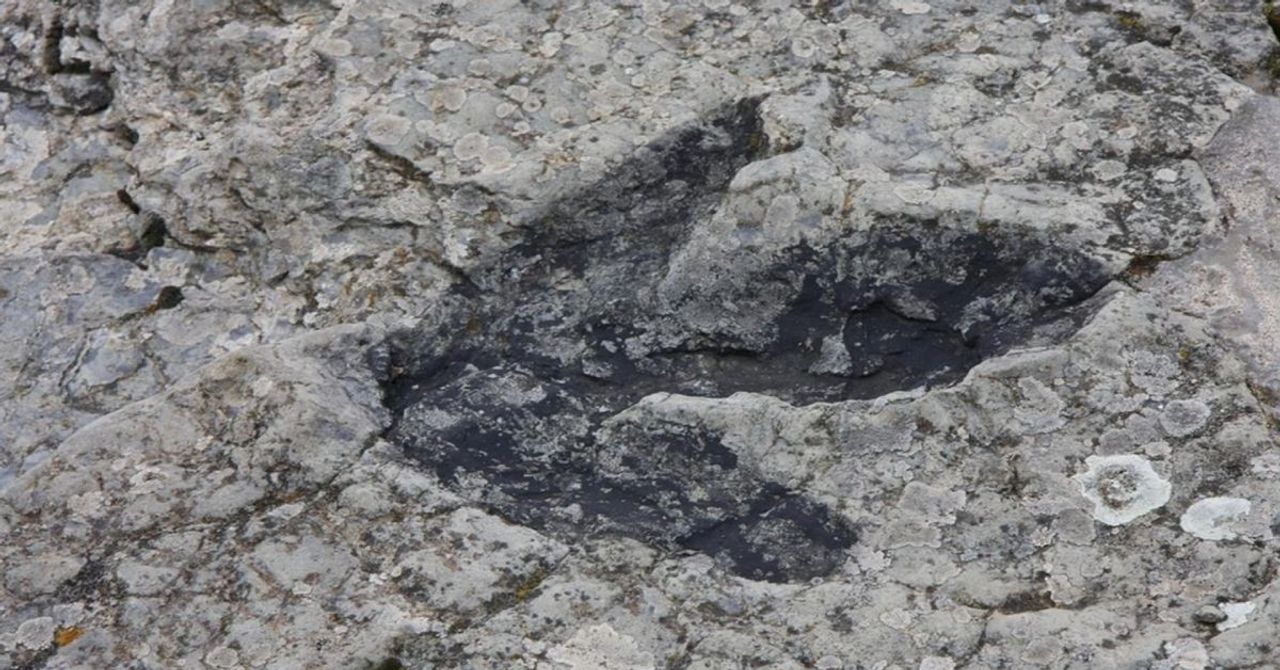 Bilim insanları tarihi değiştirecek: Dinozorlardan 40 milyon yıl daha eski bir canlı keşfedildi Bilim insanları tarihi değiştirecek: Dinozorlardan 40 milyon yıl daha eski bir canlı keşfedildi