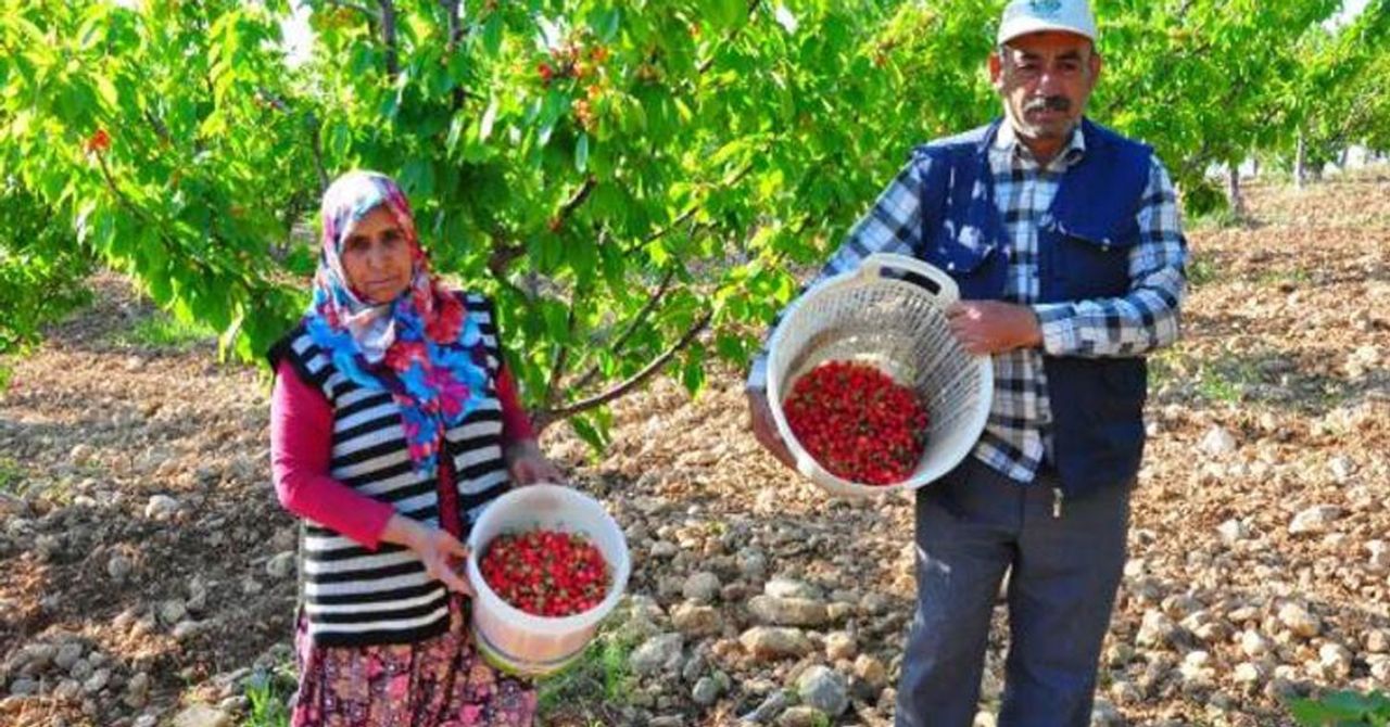 Çiftçiler sezona heyecanlı başladı: Kirazın ilk hasadı gerçekleştirildi! Çiftçiler sezona heyecanlı başladı: Kirazın ilk hasadı gerçekleştirildi!