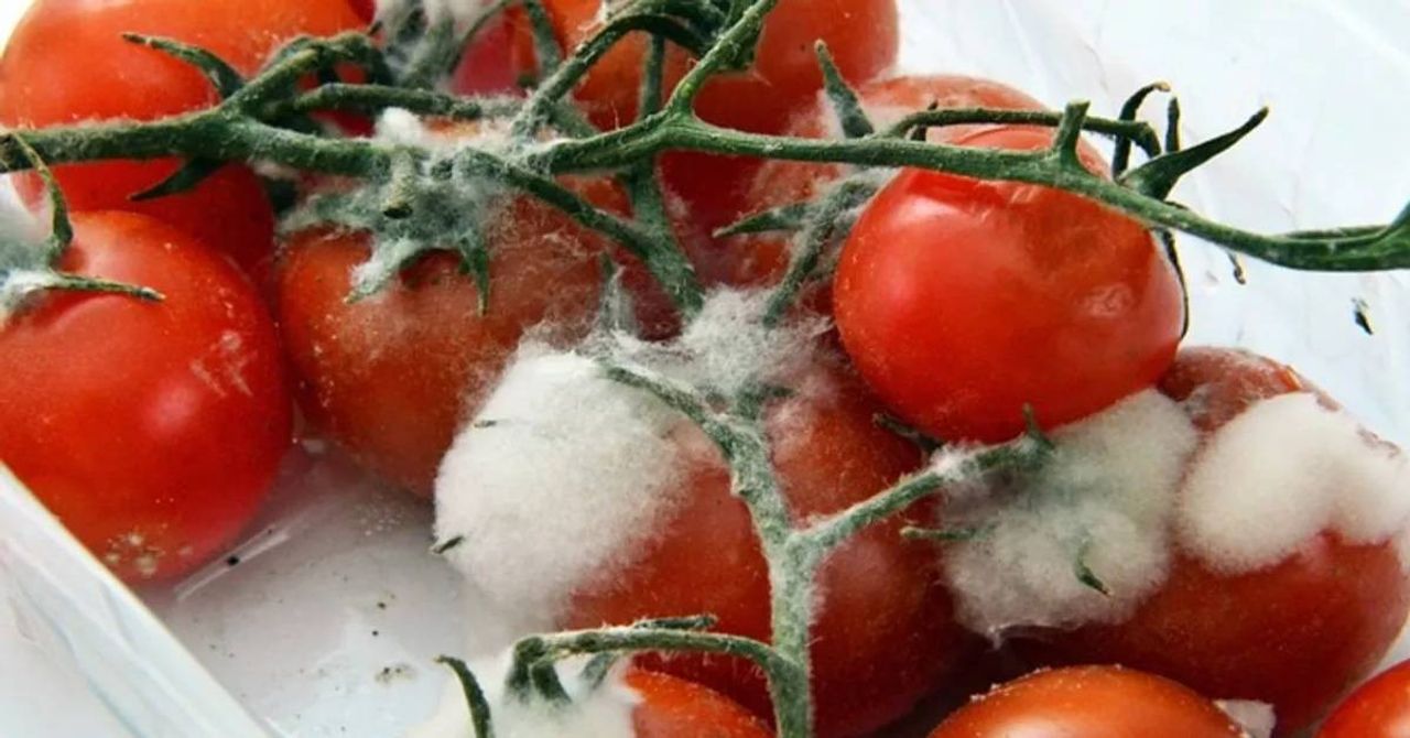 Çürük domatesin faydaları Çürük domatesin faydaları