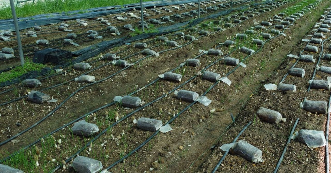 Dünyada Türkiye dahil olmak üzere birkaç bölgede yetişen mantarın kilosu 400 lira!
