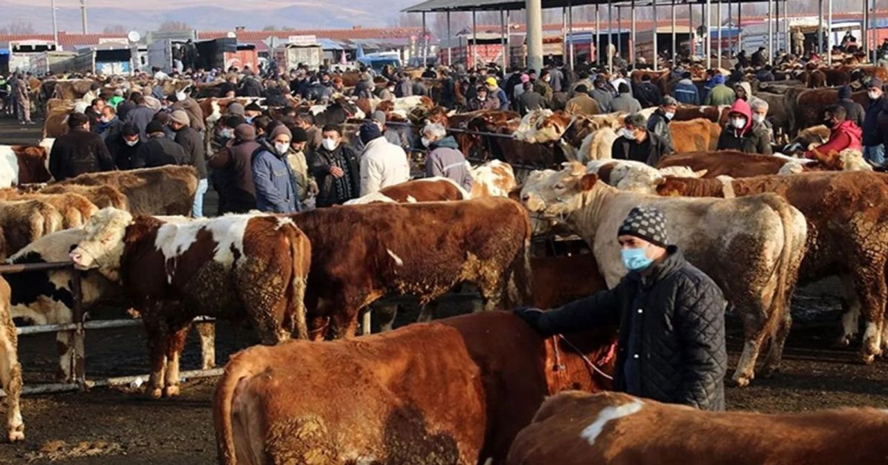 Elazığ’da şap hastalığı alarmı: Hayvanların tamamı kesime gönderildi Elazığ’da şap hastalığı alarmı: Hayvanların tamamı kesime gönderildi