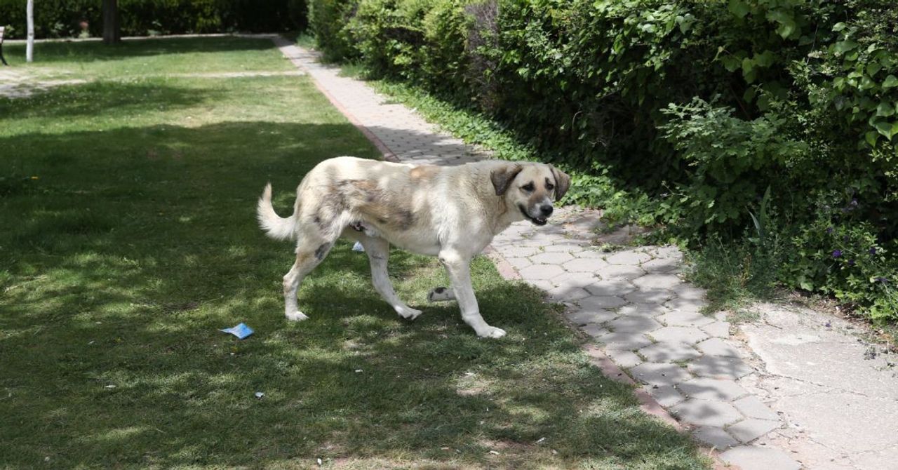 Eskişehir’de sahipsiz köpek tedirginliği: Vatandaşlar sokağa çıkarken korku içinde kalıyor Eskişehir’de sahipsiz köpek tedirginliği: Vatandaşlar sokağa çıkarken korku içinde kalıyor