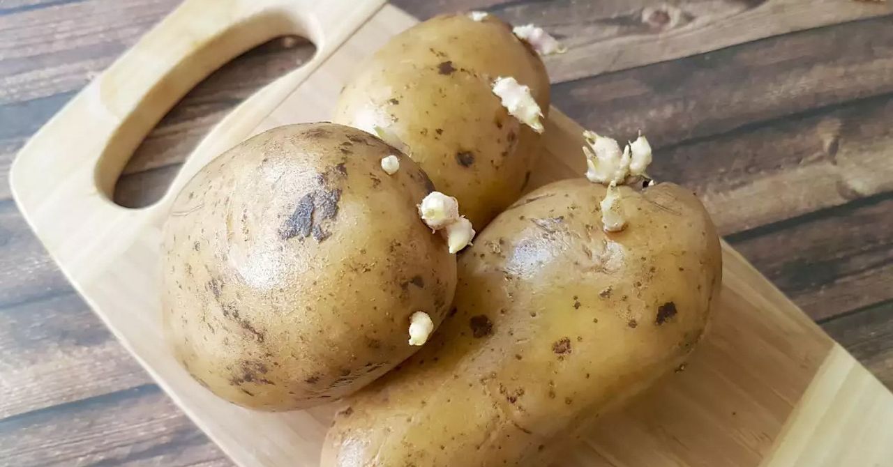 Filizlenen patates tüketilir mi? Filizlenen patates tüketilir mi?