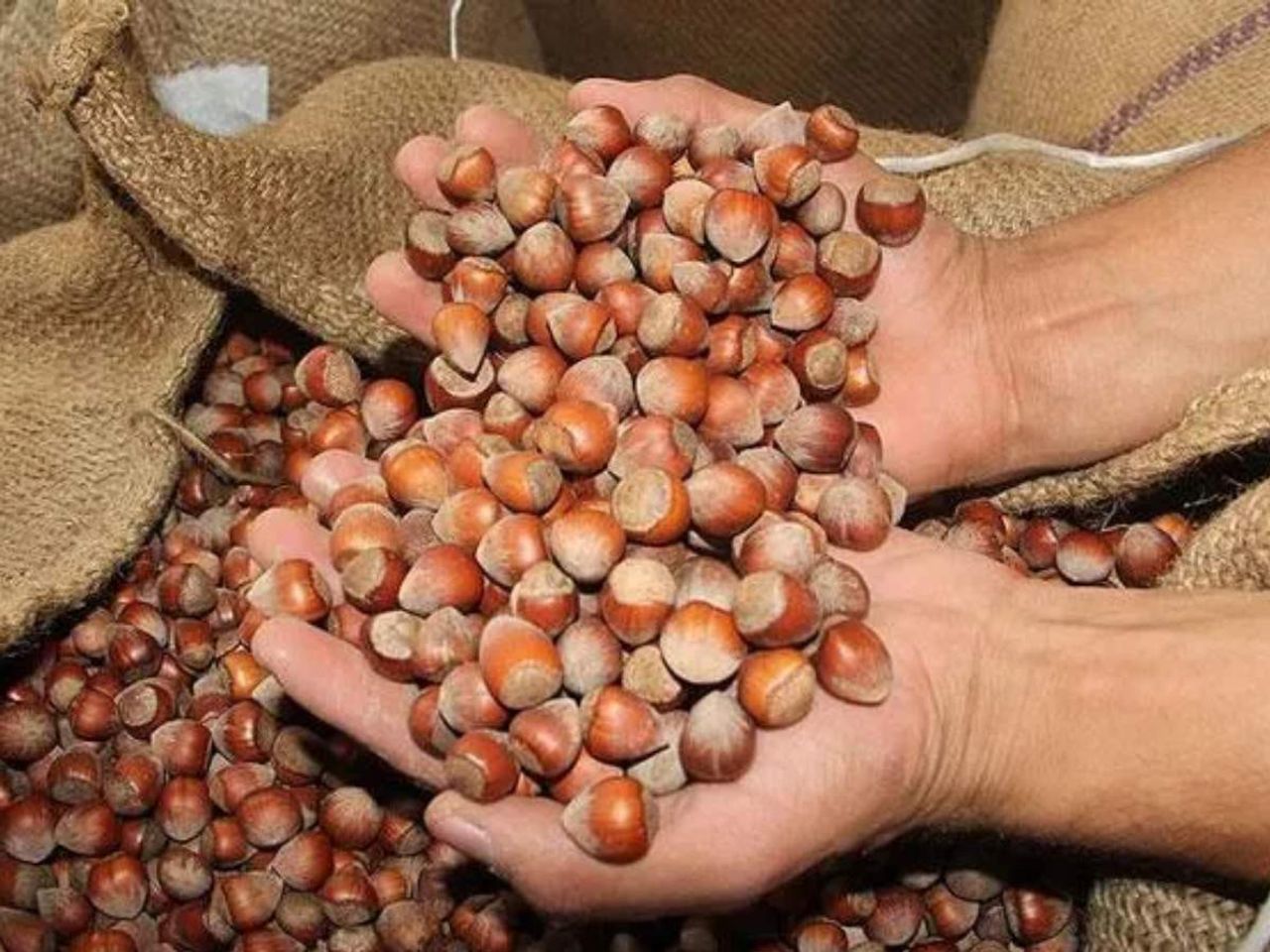 fındık ihracatı