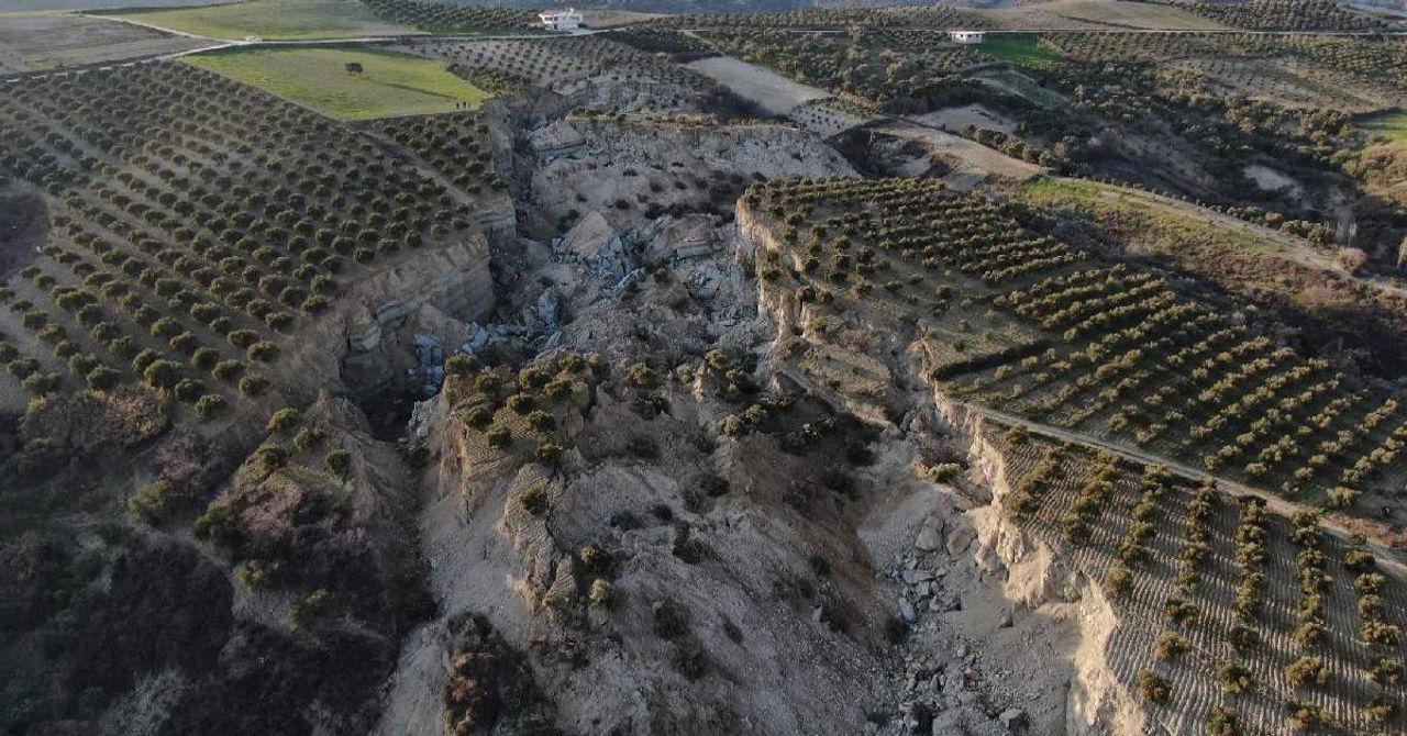 Hatay Deprem Zeytin Tarlası Hatay Deprem Zeytin Tarlası