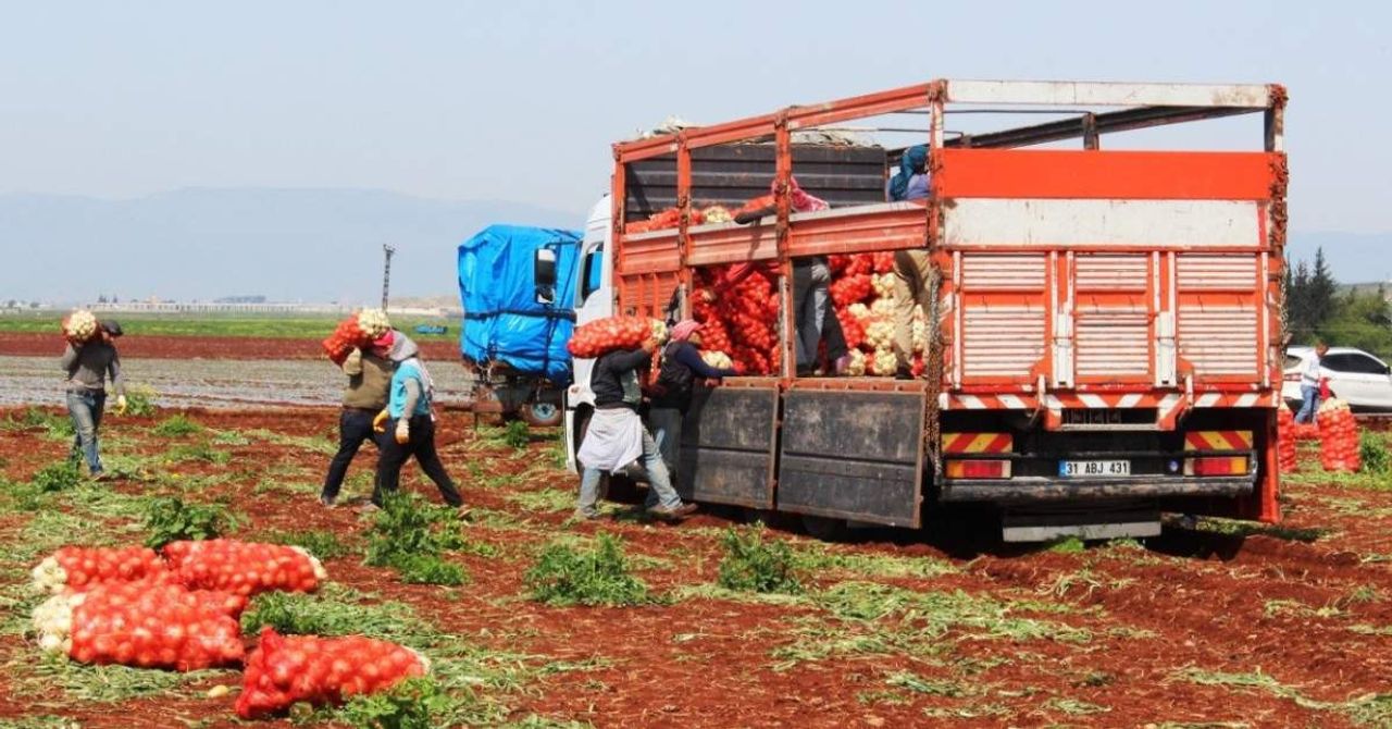 Hatay Soğan Hasadı Hatay Soğan Hasadı