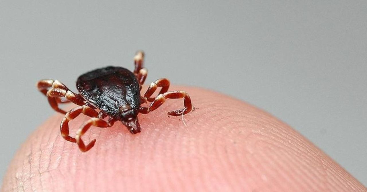 Havalar ısındı kene vakaları arttı: İstanbul’da Kırım Kongo tehlikesi var mı? Havalar ısındı kene vakaları arttı: İstanbul’da Kırım Kongo tehlikesi var mı?