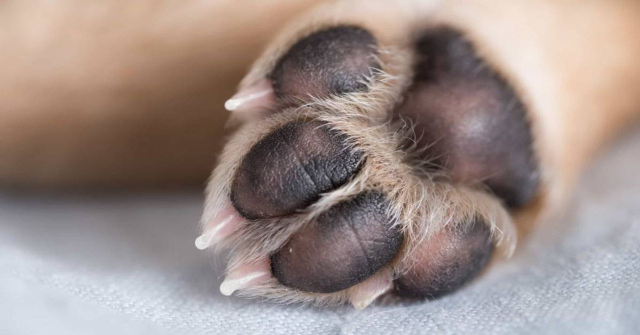 Hidatik kist nedir, nasıl oluşur? Köpek kisti belirtileri neler, tedavisi nasıl yapılıyor? Hidatik kist nedir, nasıl oluşur? Köpek kisti belirtileri neler, tedavisi nasıl yapılıyor?