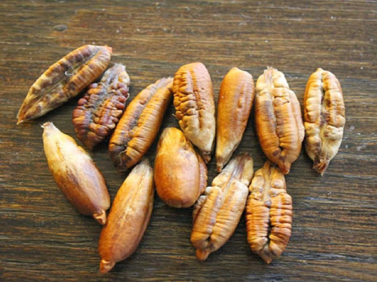 hurma çekirdeği hurma çekirdeği