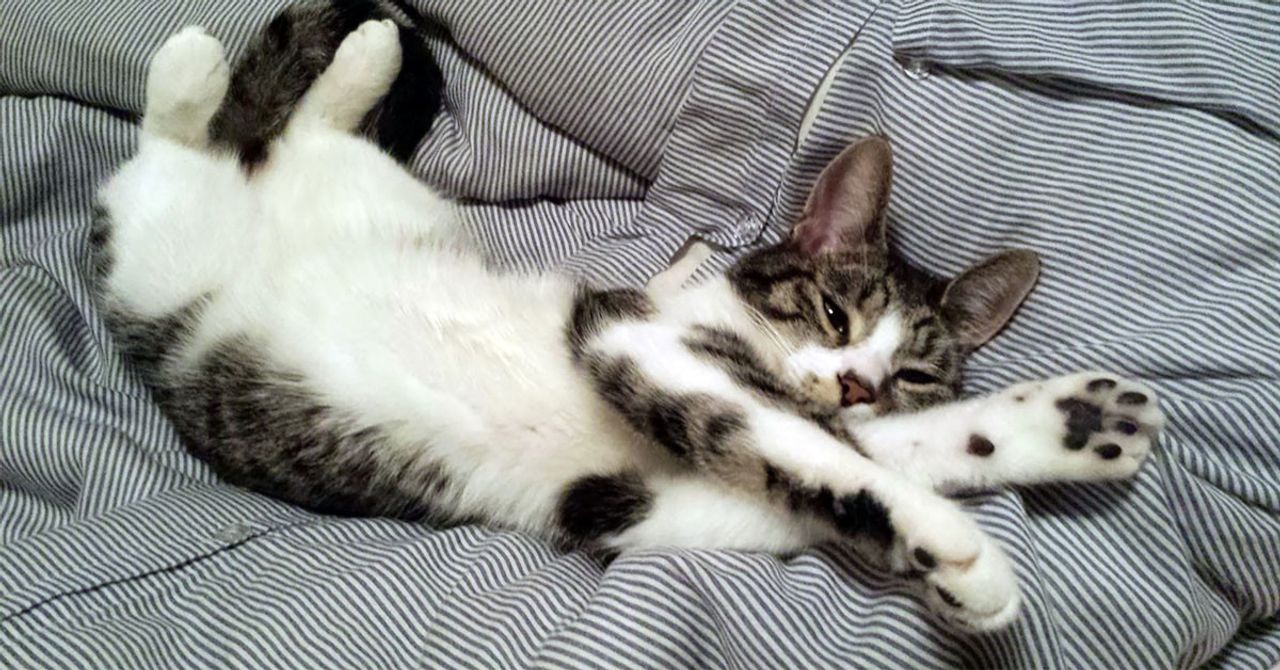 Comfortable Okunuşu Comfortable Okunuşu