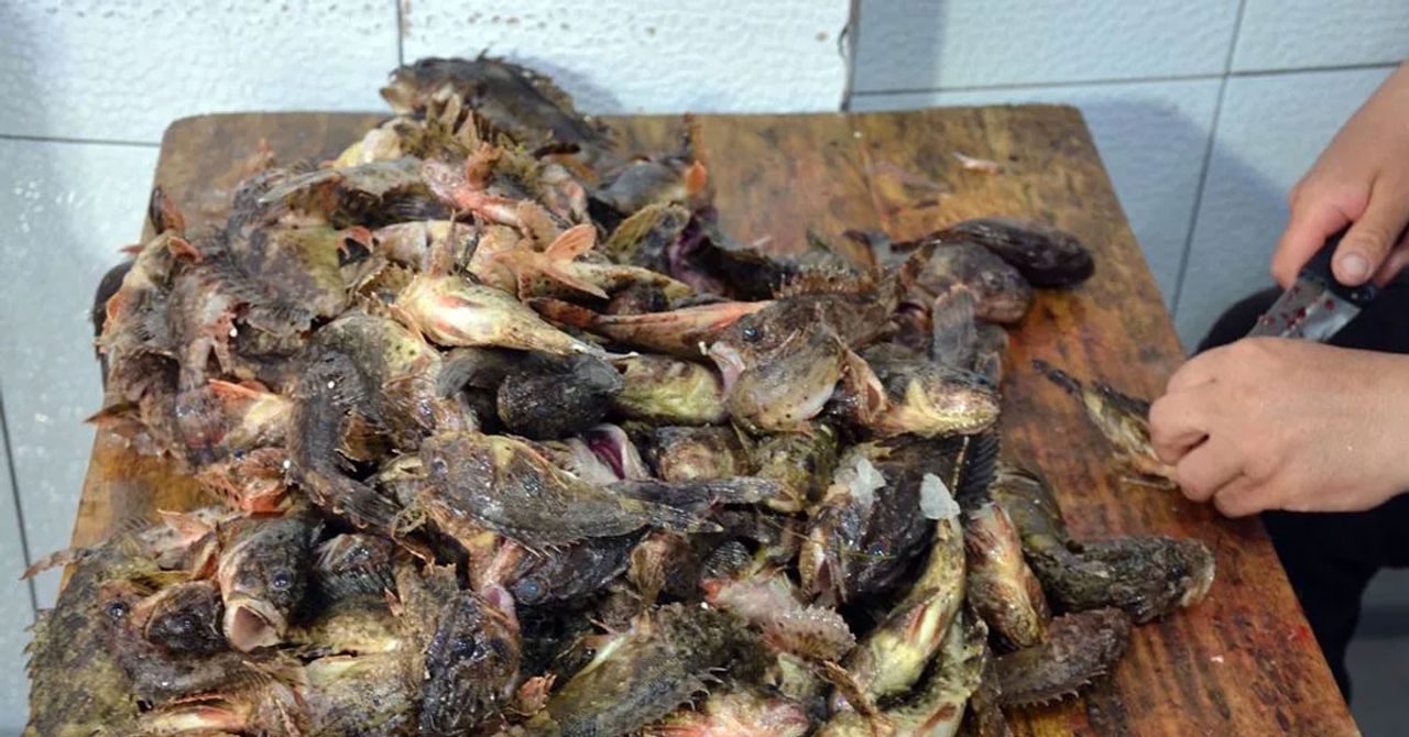 İçinin lezzeti dışının zehriyle meşhur: İskorpit balığının kilosu 150 lira! İçinin lezzeti dışının zehriyle meşhur: İskorpit balığının kilosu 150 lira!