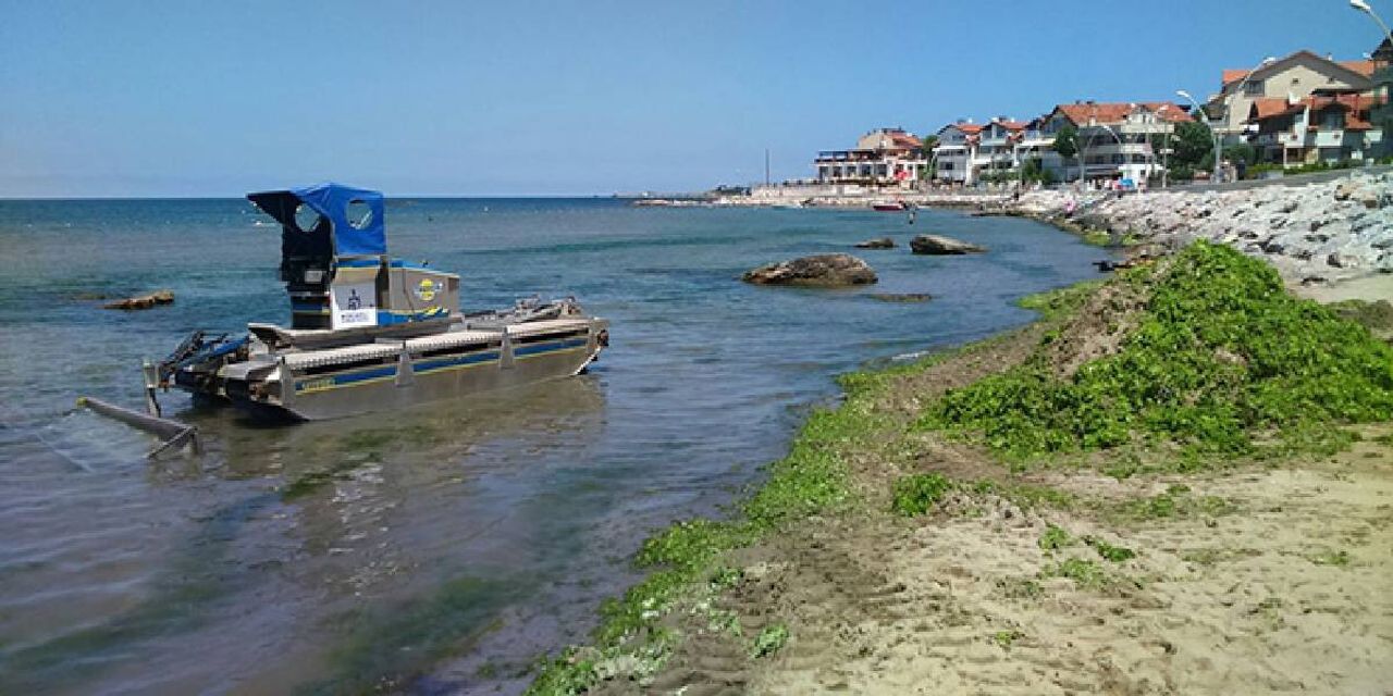 İzmit Körfezini Yosun Kapladı İzmit Körfezini Yosun Kapladı