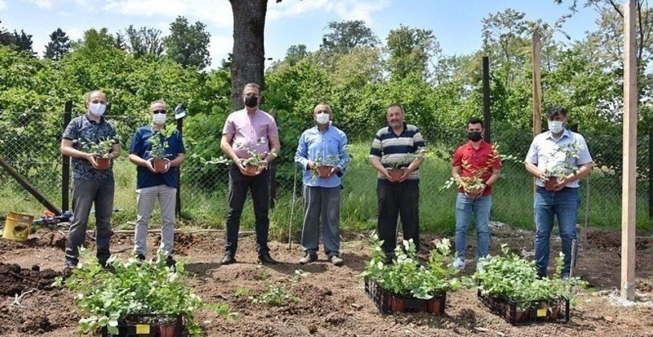 Ordu’da Yaban Mersini Bahçeleri Kuruluyor56564 Ordu’da Yaban Mersini Bahçeleri Kuruluyor56564