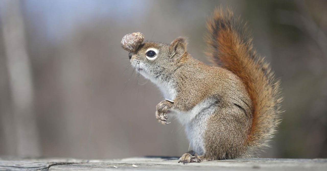 Squirrel Okunuşu Squirrel Okunuşu