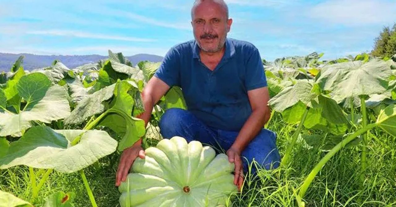 Kabak ekti 250 bin tl gelir elde etti Kabak ekti 250 bin tl gelir elde etti