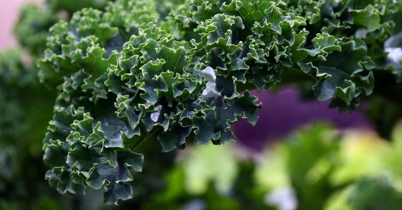 Kale bitkisi Kale bitkisi