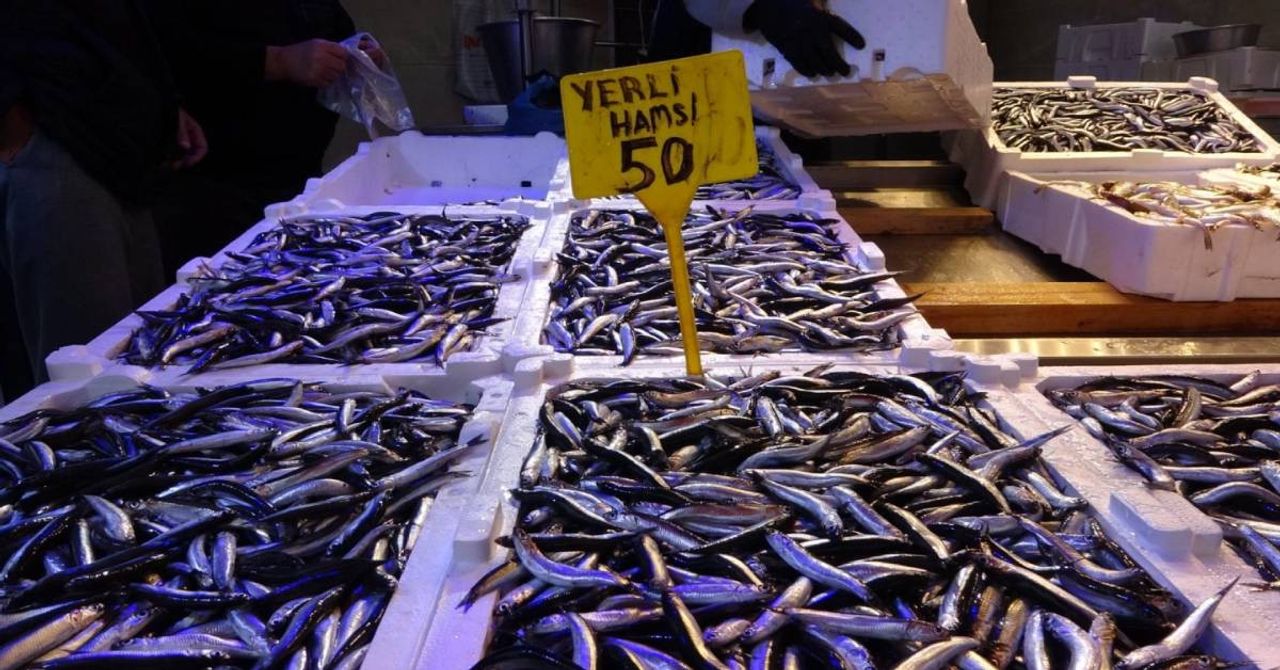 Karadeniz hamsi Karadeniz hamsi