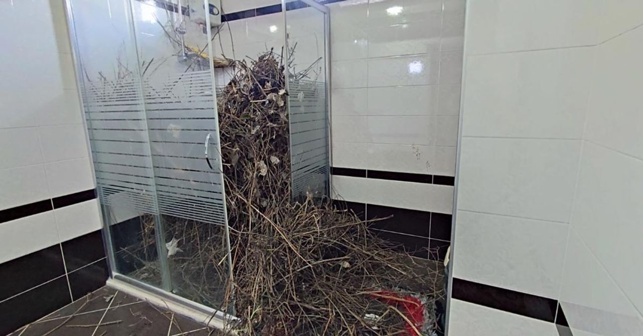 Kargalar Evi Çöp Etti Kargalar Evi Çöp Etti