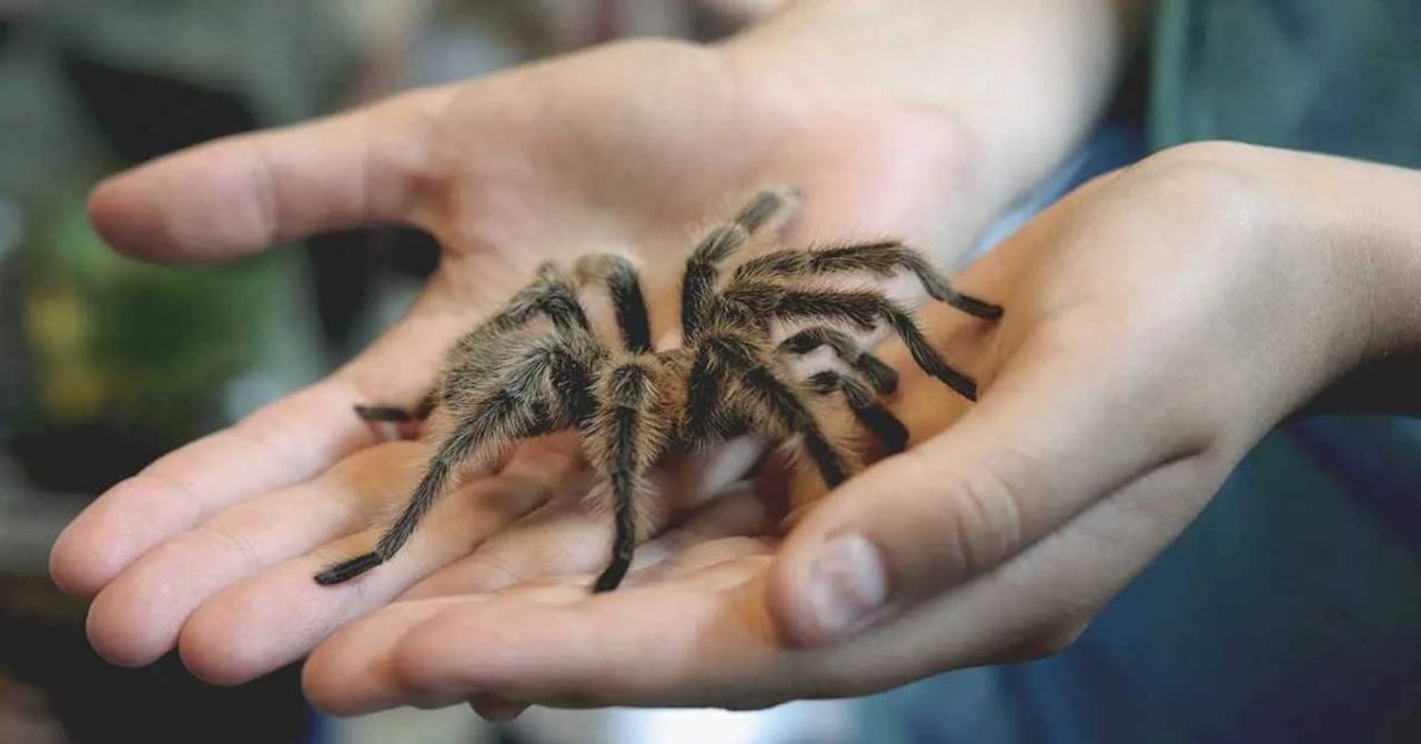 Kargodan Tarantula Çıktı Kargodan Tarantula Çıktı