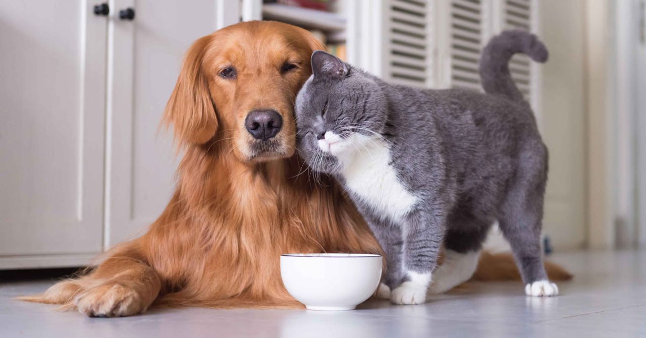 Kedi Ve Köpek Kedi Ve Köpek