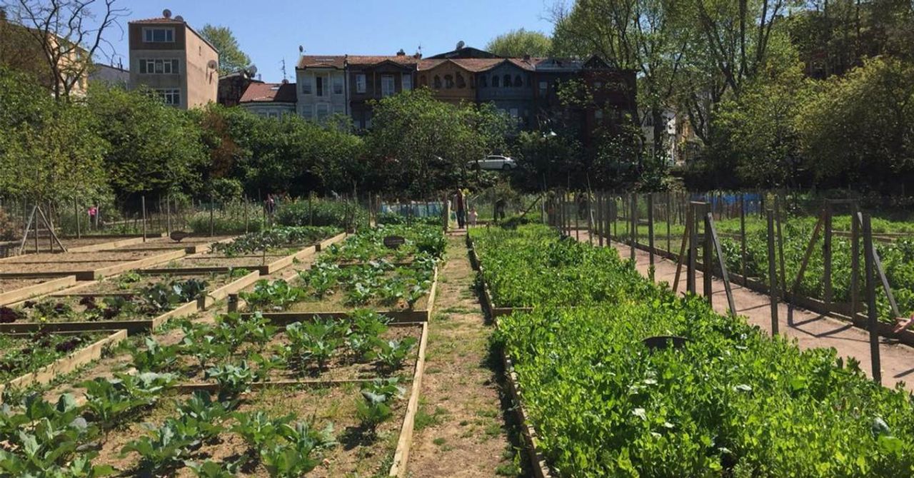 Kent Tarımı Kent Tarımı