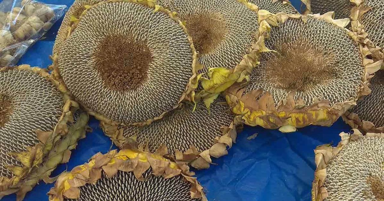 Kirişçi ayçiçek alım fiyatları Kirişçi ayçiçek alım fiyatları