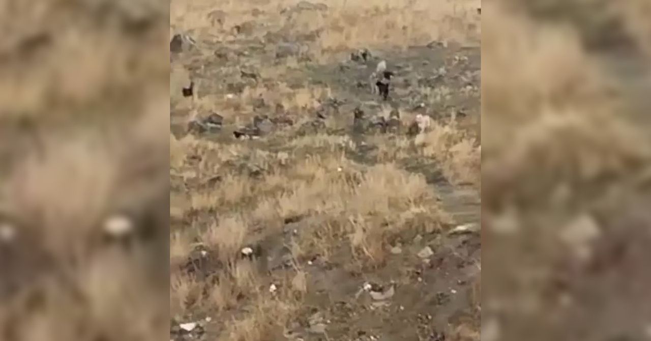Köpek Köpek