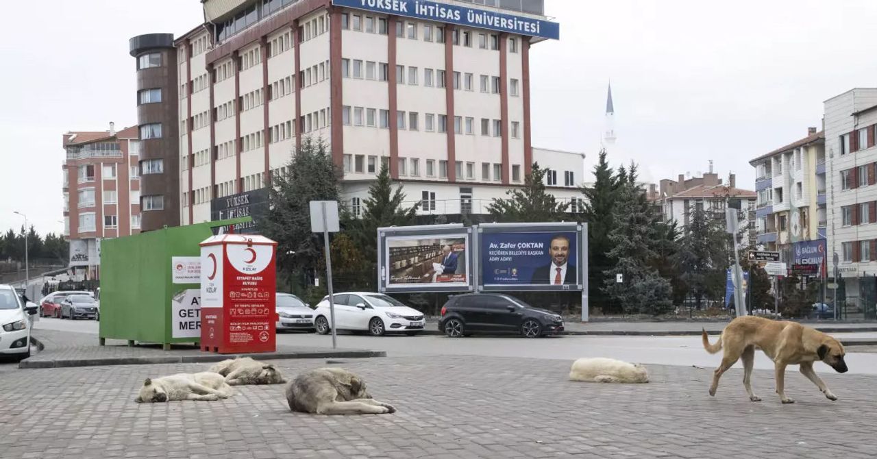 Köpek Köpek