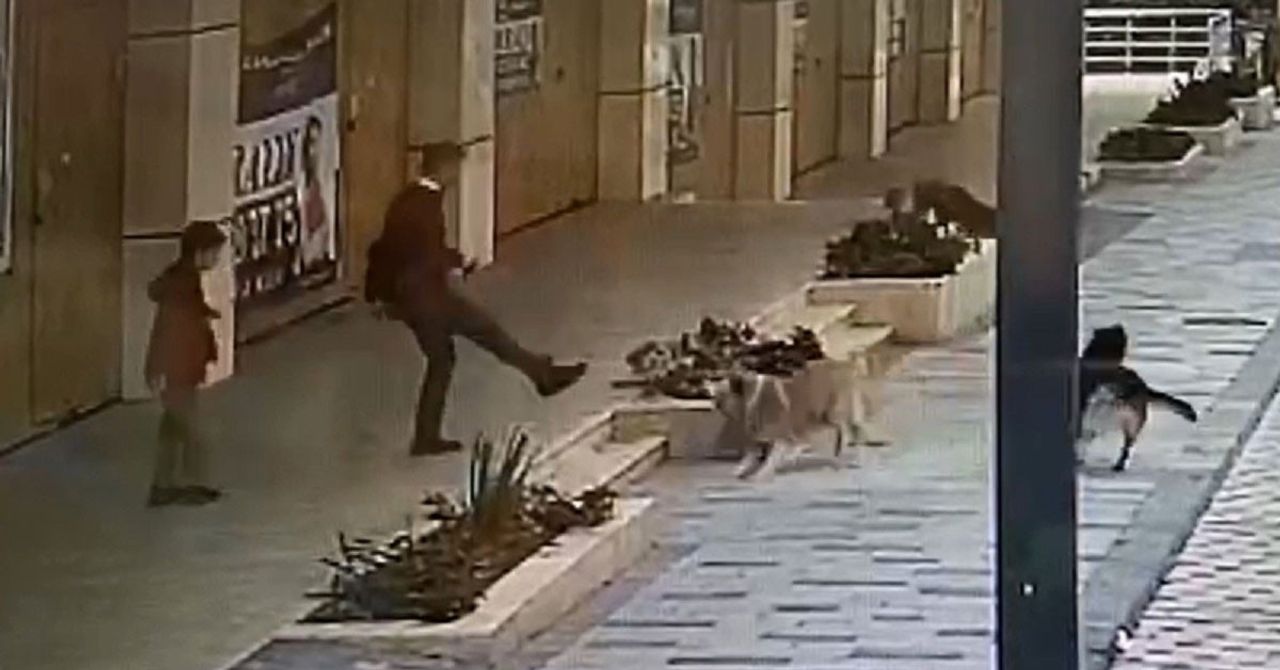 Köpek saldırıları bitmek bilmiyor: İstanbul