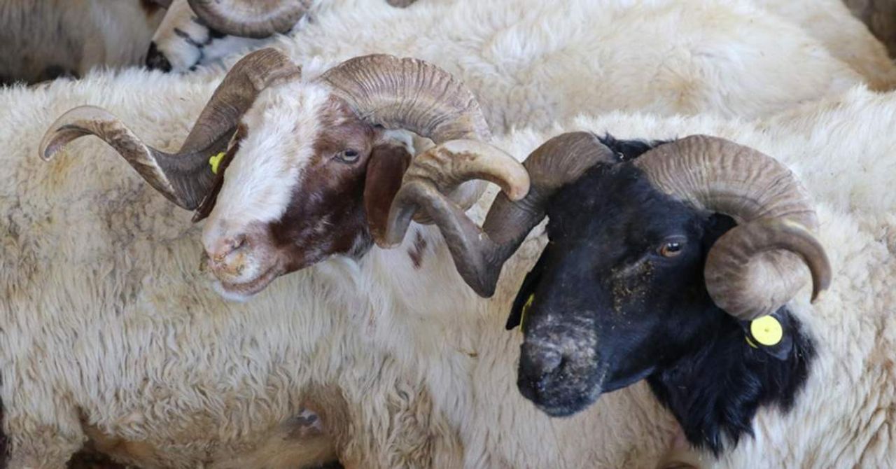 Kurban Bayramı Kurban Bayramı